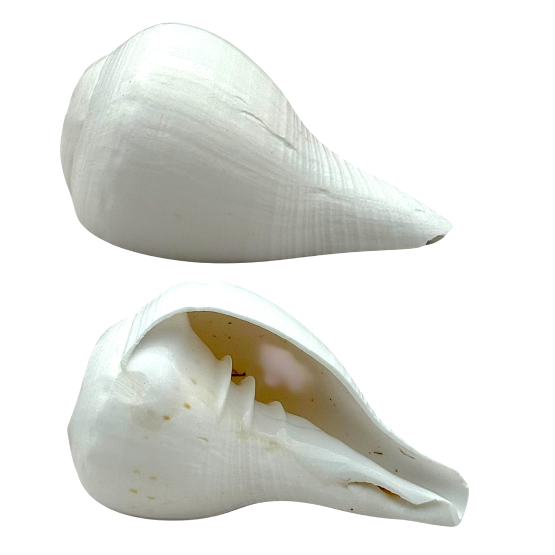 Shankh for Pooja/ Divine Sound/ Traditional Conch for Aarti & Ceremoni ...