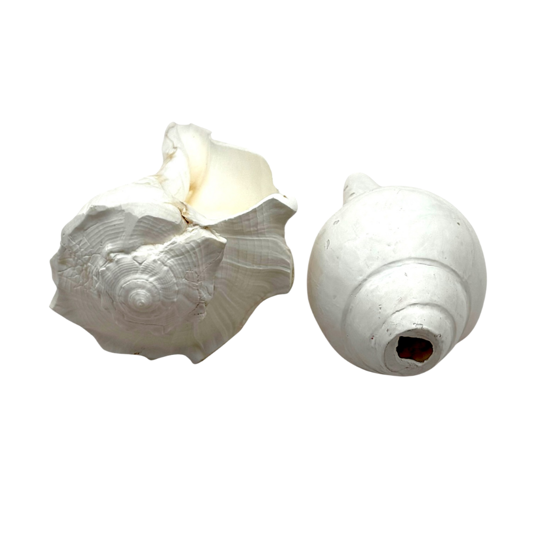 Shankh Laxmi Vishnu Set / Dakshinavarti Shankh – 4'' Twin Pack | Auspicious Pooja Conch for Wealth & Prosperity- 9351235051406