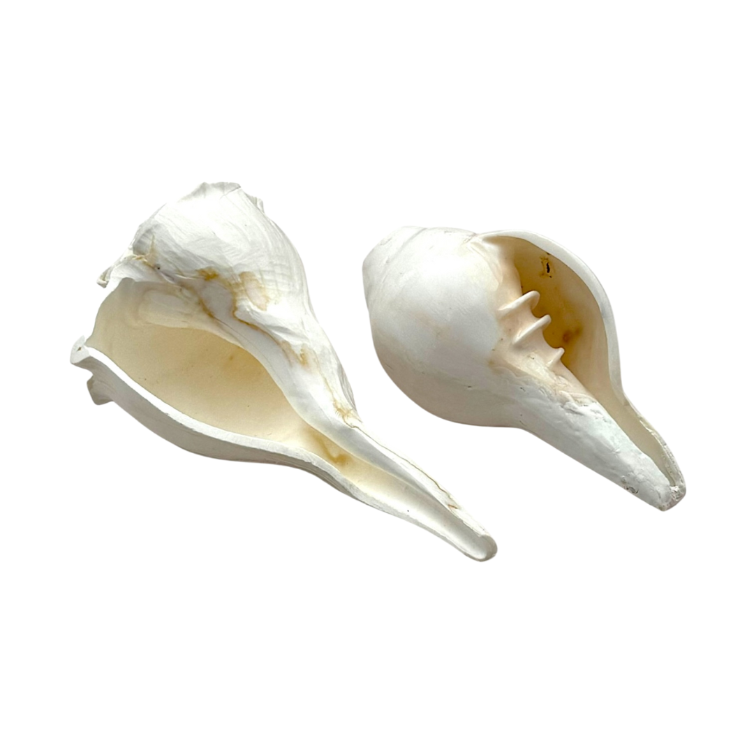 Shankh Laxmi Vishnu Set / Dakshinavarti Shankh – 4'' Twin Pack | Auspicious Pooja Conch for Wealth & Prosperity- 9351235051406